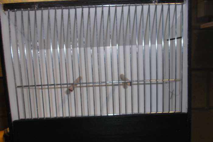 tt kooien voor europese, kanaries en exoten