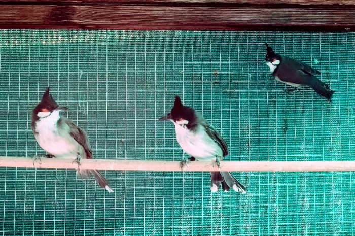 roodoorbuulbuul mutation split silber rotohrbülbül