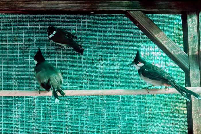 roodoorbuulbuul mutation split silber rotohrbülbül