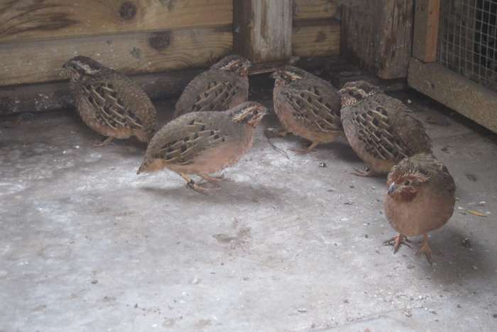 jungle bush of frankolijn kwartel