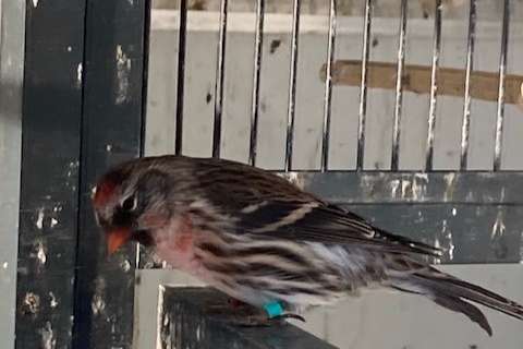 noordse barmsijs man 2024