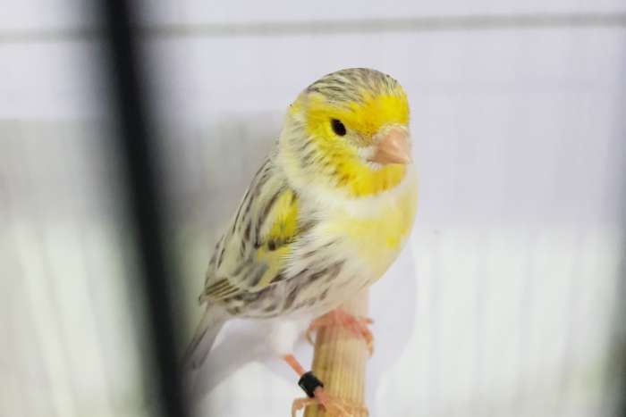 agaat topaas geel intersief