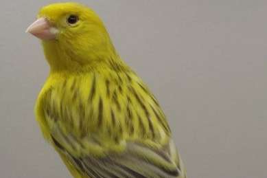 agaat topaas geel intersief