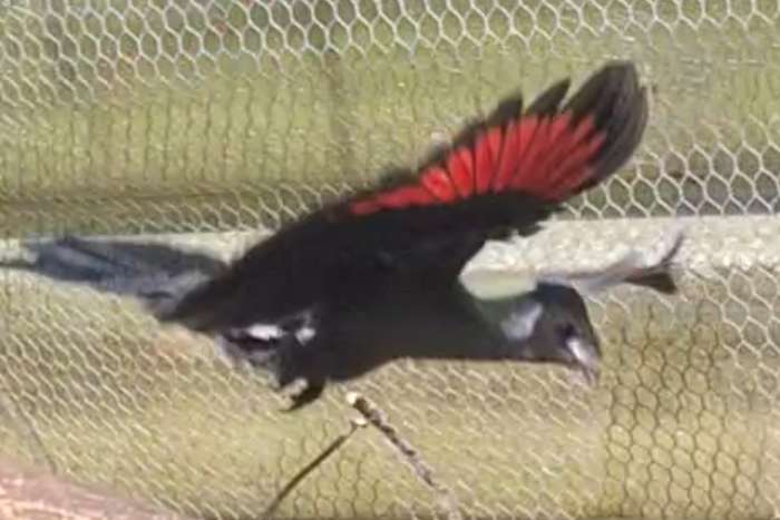 te koop witwang toerako pop