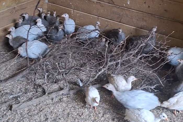 te koop parelhoenders