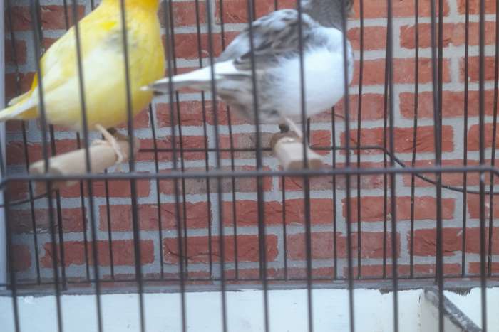 te koop mooie tt kwaliteit fife fancy's