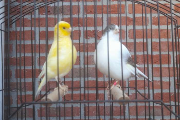 te koop mooie tt kwaliteit fife fancy's