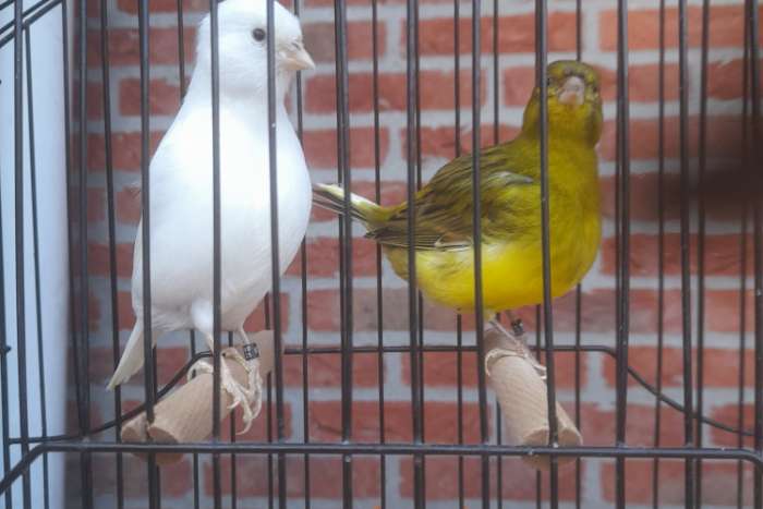 te koop mooie tt kwaliteit fife fancy's