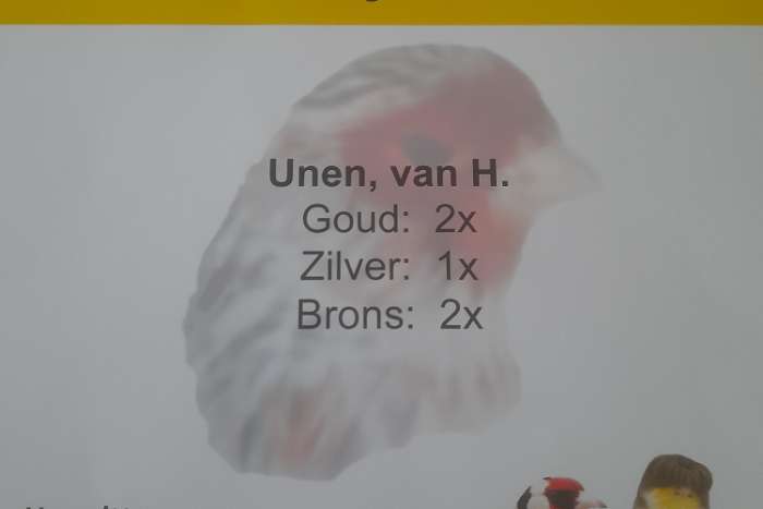 te koop mooie tt kwaliteit fife fancy's