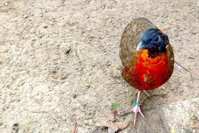 satyr haan tragopaan – tragopan - tragopanen broed 2025