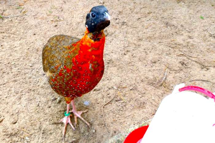 satyr haan tragopaan – tragopan - tragopanen broed 2025