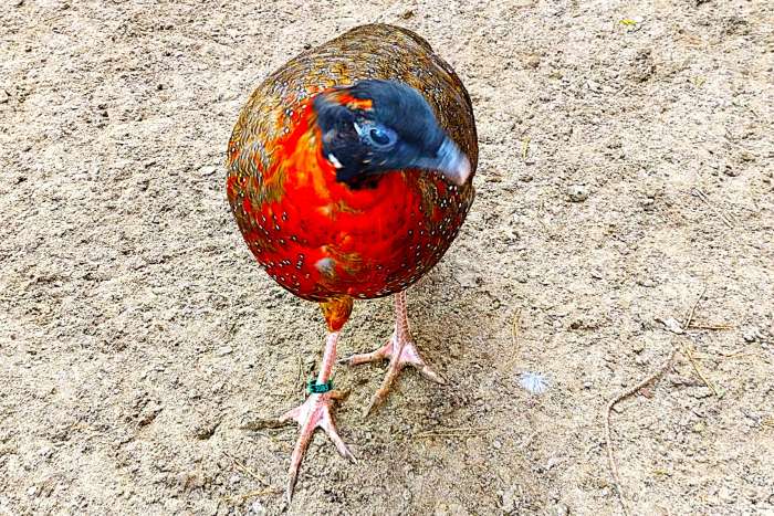 satyr haan tragopaan – tragopan - tragopanen broed 2025