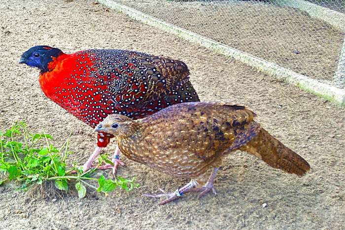 satyr haan tragopaan – tragopan - tragopanen broed 2025