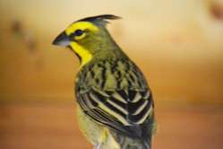 jong koppel groene kardinalen, verwant.