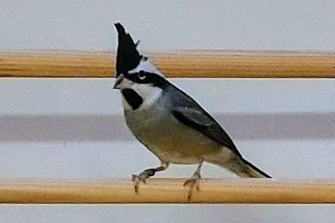 1-0 boliviaanse bergkardinaal