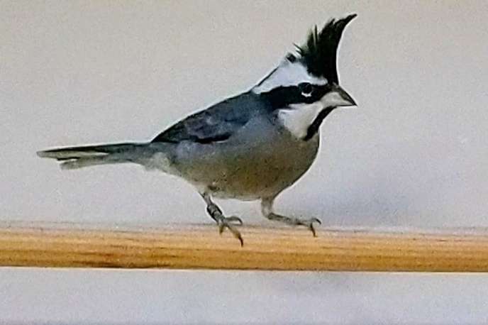 1-0 boliviaanse bergkardinaal