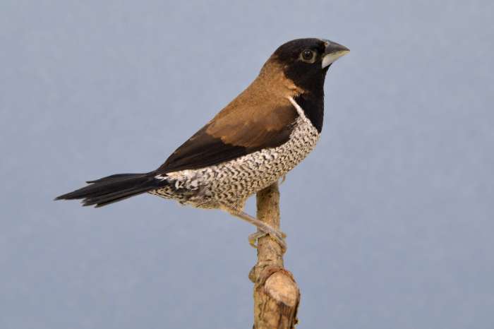 molukken bronzeman (lonchura molucca)