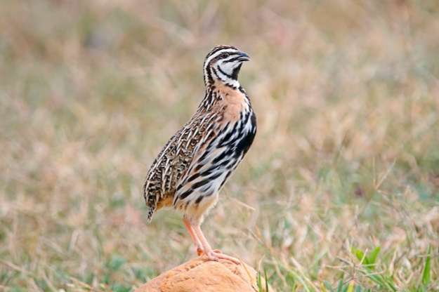 zoeken coromandelkwartel 0-2