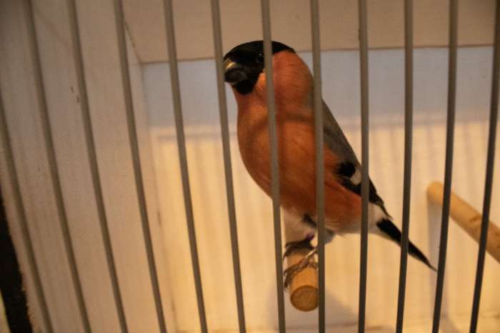 de goudvink mechelen a/d maas vogel beurs 15 nov 2025