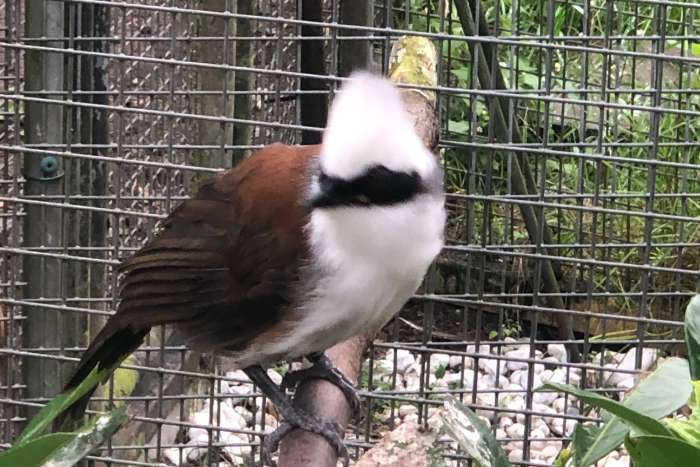 witkuif gaailijster pop