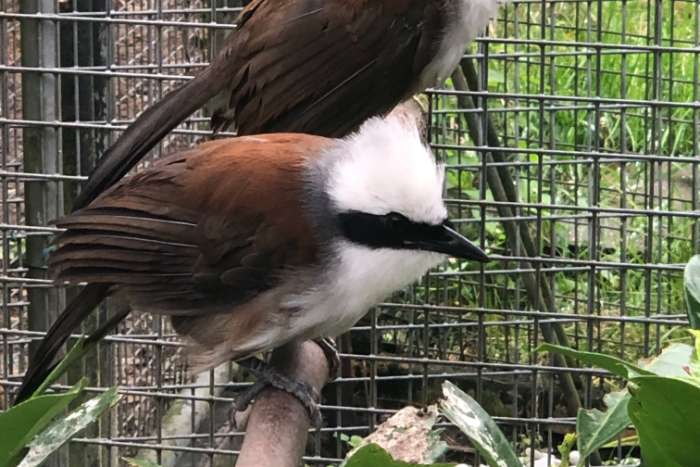 witkuif gaailijster pop