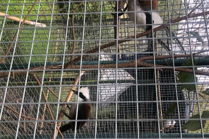 witkuif gaailijster pop