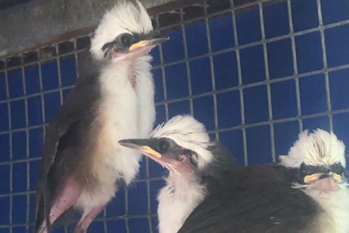 witkuif gaailijster pop