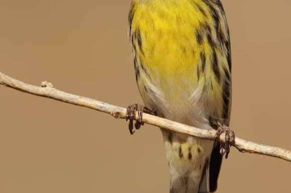 europse kanarie (cinis)