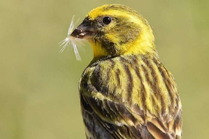 europse kanarie (cinis)