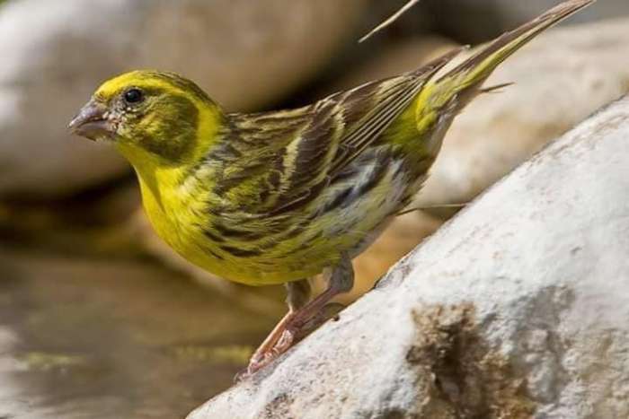 europse kanarie (cinis)