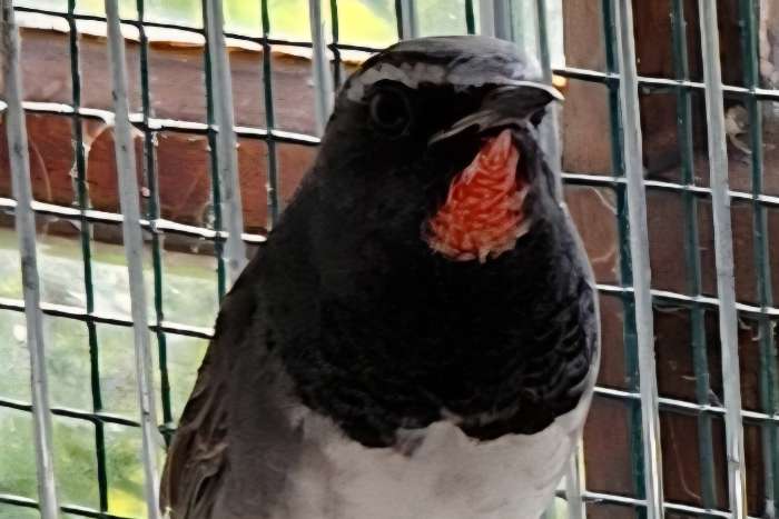 calliope/luscinia pectoralis