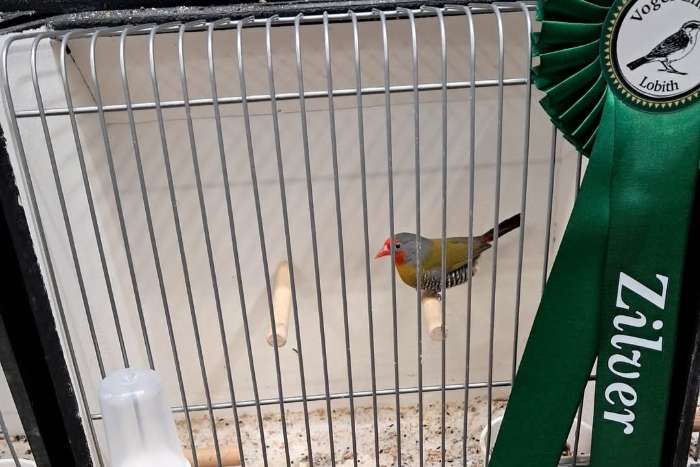 melba astrilde mannen.