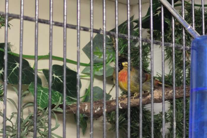 zilveroor nachtegaal 1-0