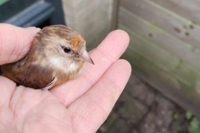 kruising bloemputter x kneu