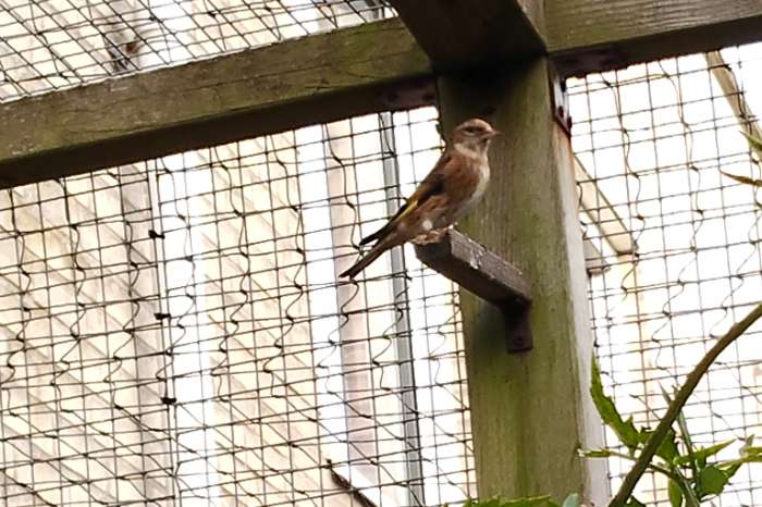 kruising bloemputter x kneu