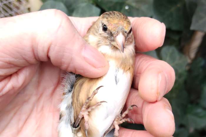 kruising bloemputter x kneu