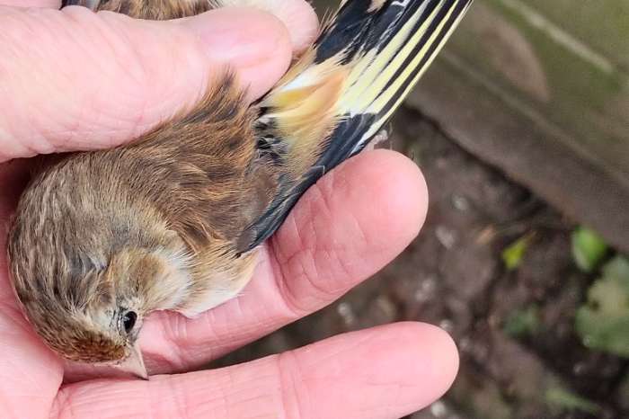 kruising bloemputter x kneu