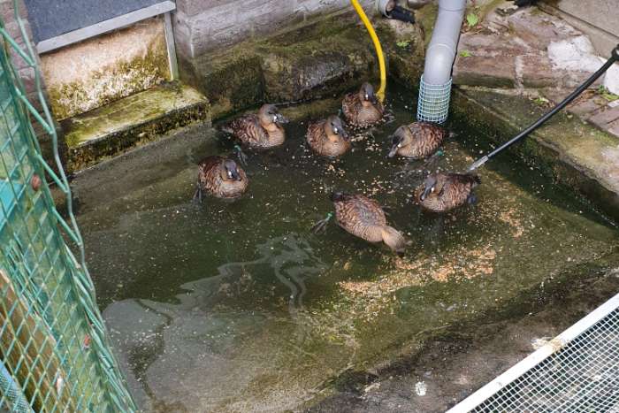 witrugeenden natuurbroed onverwant