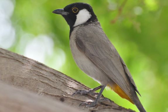 witoor buulbuul (pycnonotus leucotis)