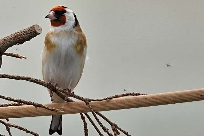 majoorputters mannen