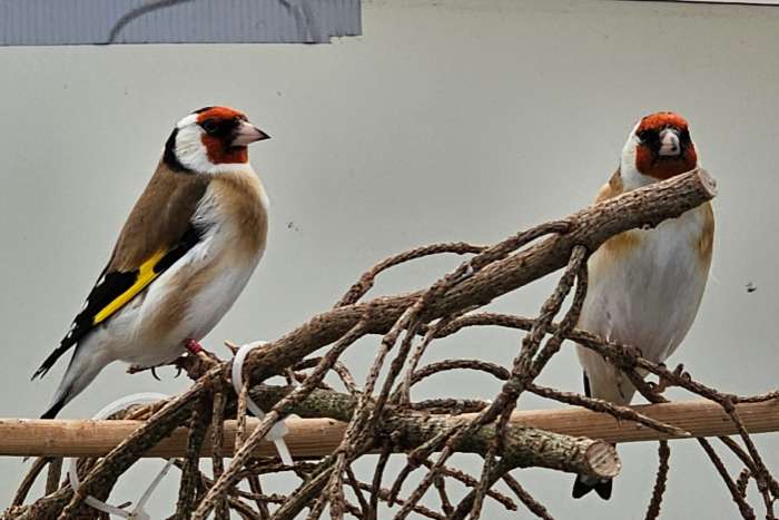 majoorputters mannen