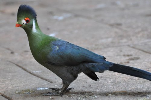 toerako’s - different turaco’s