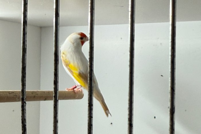 major putter pop 2024 kleur satinet