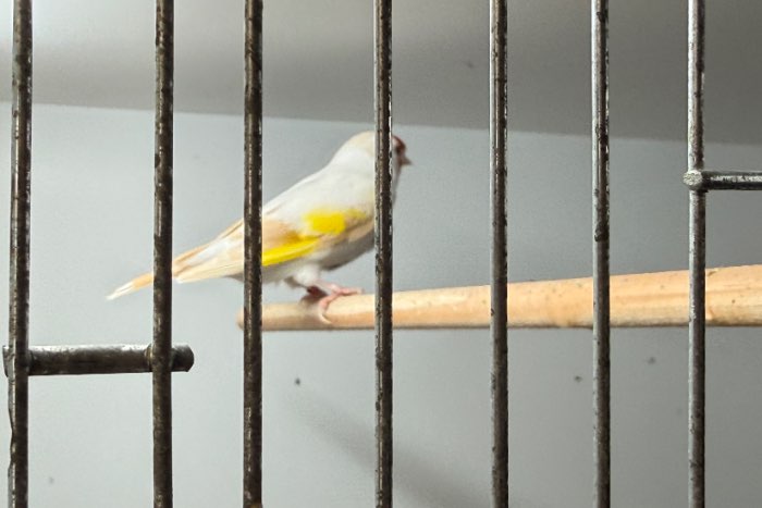 major putter pop 2024 kleur satinet