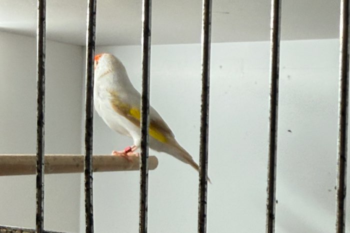 major putter pop 2024 kleur satinet