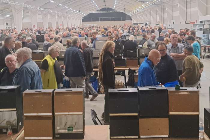 16 november grote internationale vogelbeurs putte ( belgie)