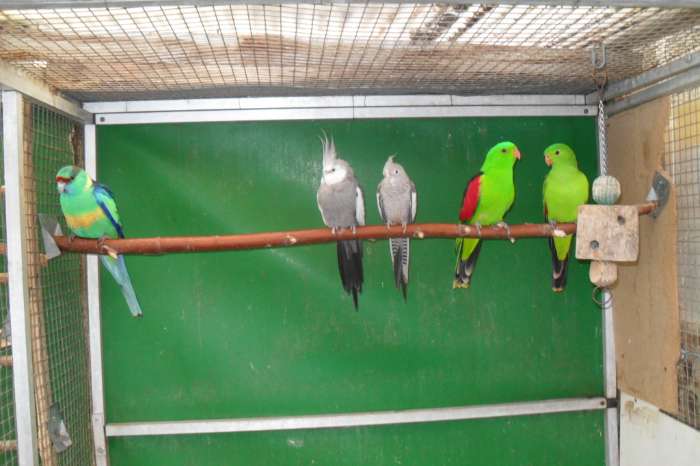 div vogels op beurs 9 - 11 in heiloo/nu thuis