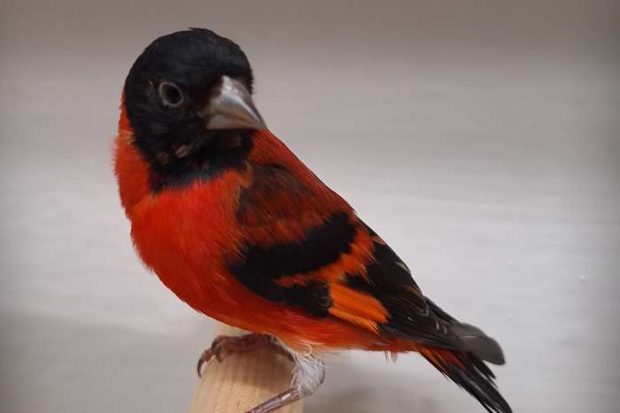 tk koppeltjes kapoetsesijzen en zwartkopsijsen en baardsijsen