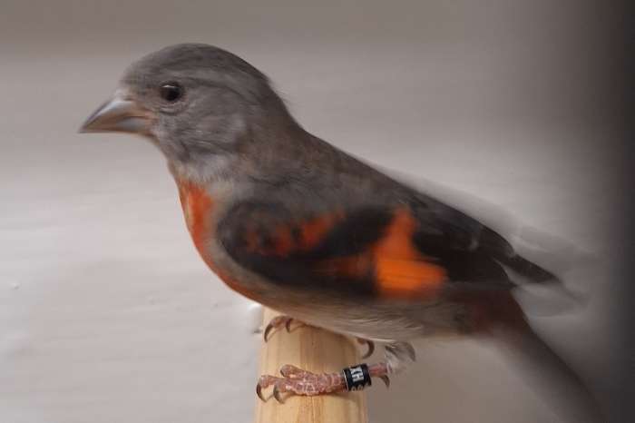 tk koppeltjes kapoetsesijzen en zwartkopsijsen en baardsijsen