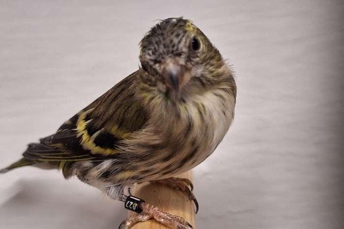 tk koppeltjes kapoetsesijzen en zwartkopsijsen en baardsijsen